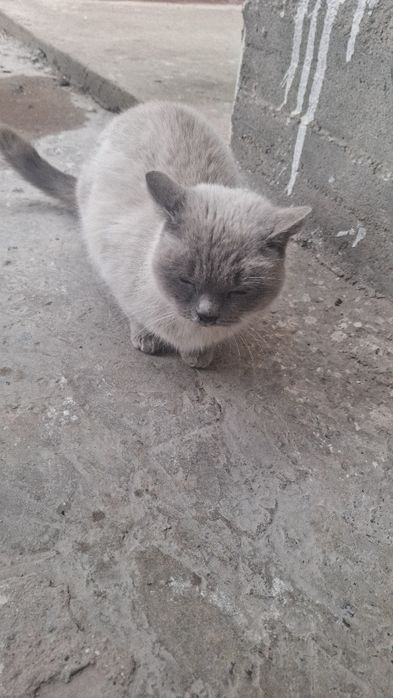 Кошка сиямский пр