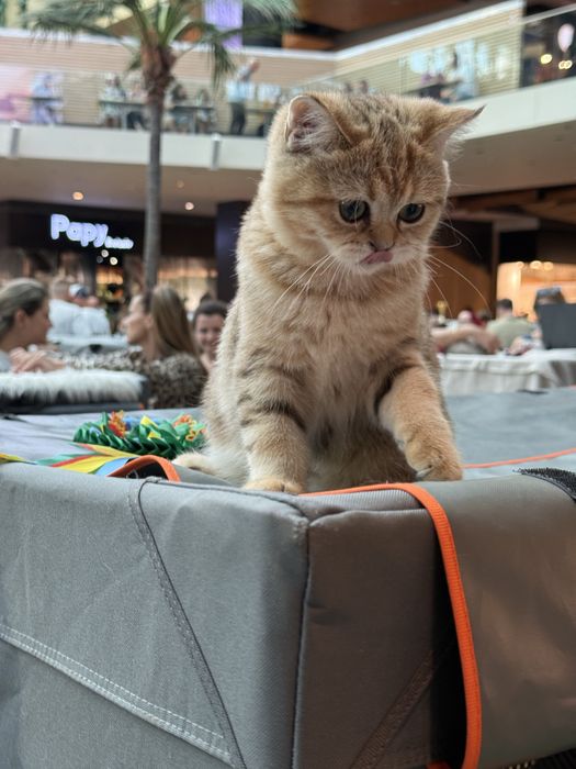 British shorthair