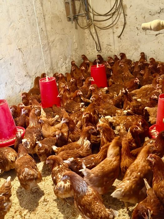 Куры ломан браун молодкий