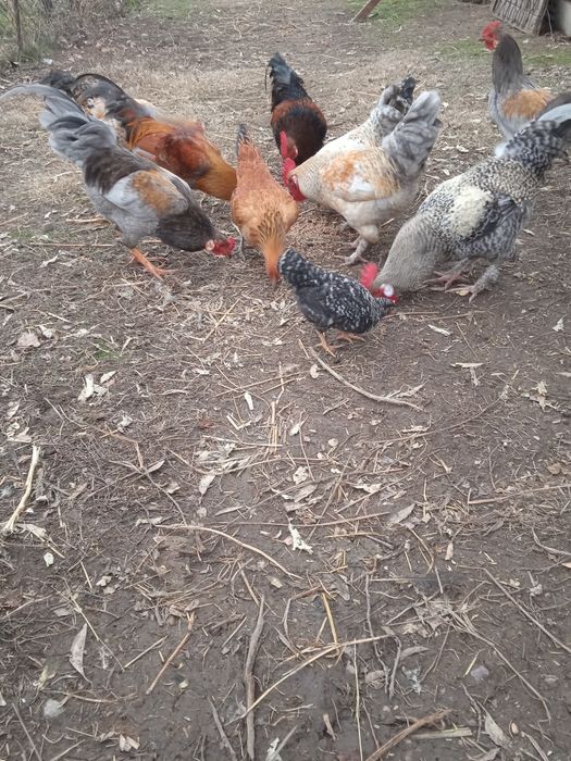 Петухи домашние цветные здоровые