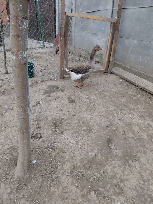 Vând o gâscă moțată metis Toulouse