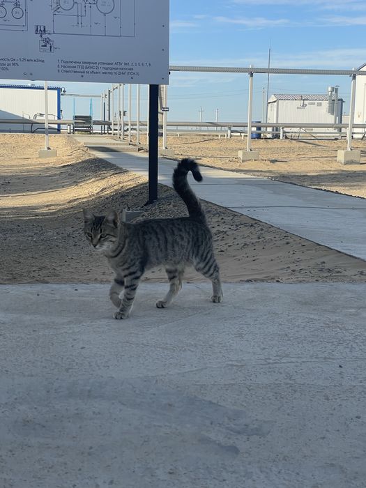 Котенок в добрые руки