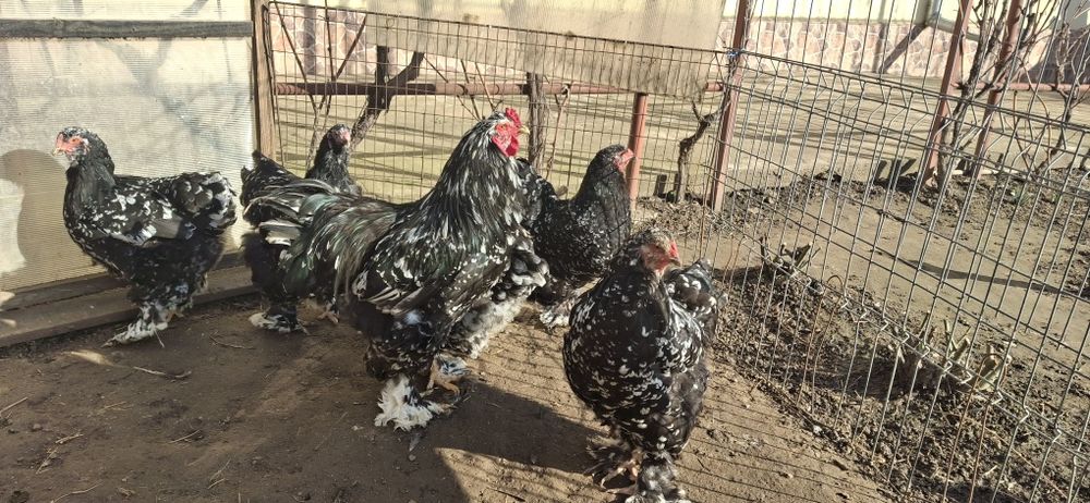 Vând ouă de incubat brahma negru bobat