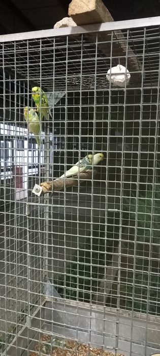 Volnistiy popugay sotiladi