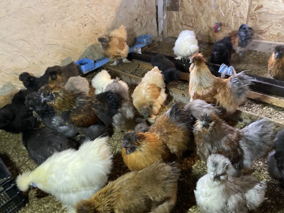 Oua pentru incubat diferite rase