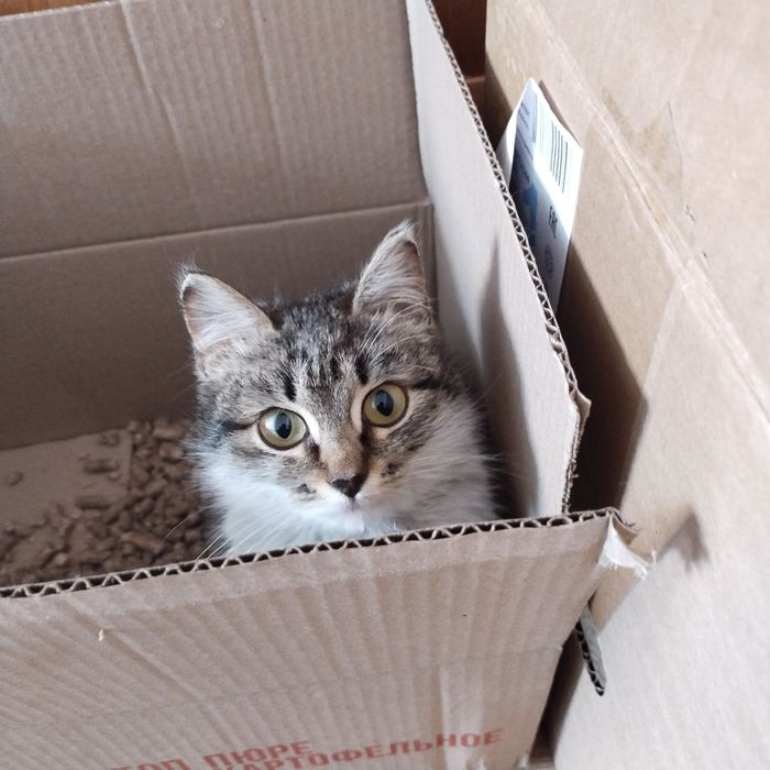 Котёнок в надёжные руки