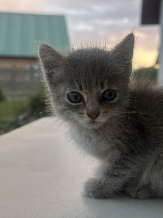 Отдам котенка в добрые руки
