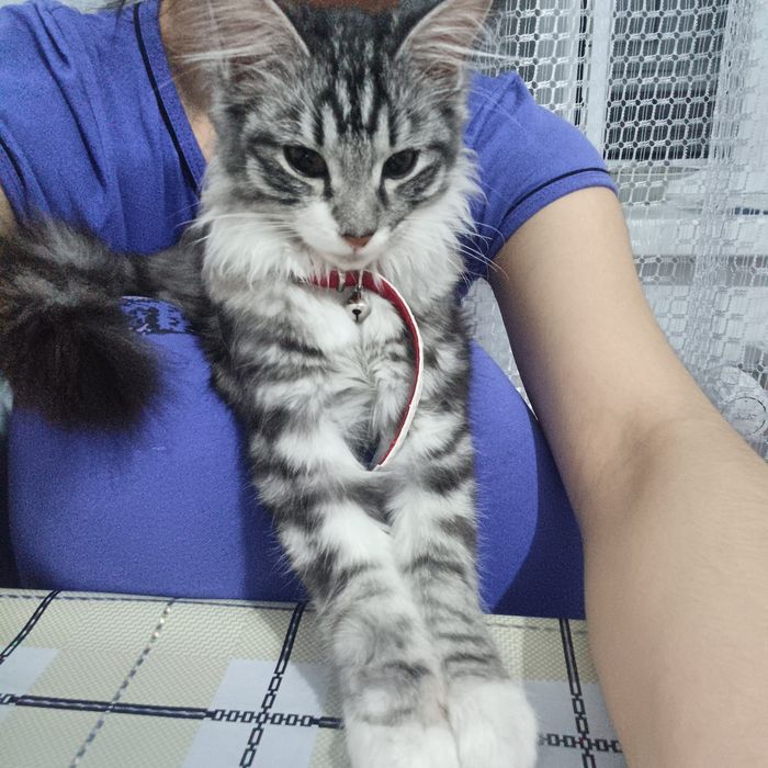 Отдам кошечку в хорошие руки