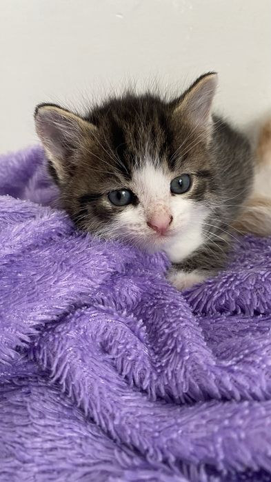 Отдам в добрые руки котенка мальчик