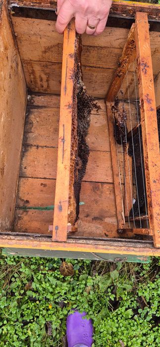 Lazi/Stupi de albine