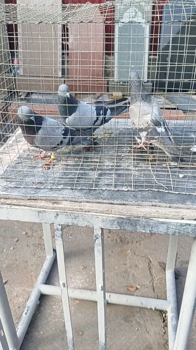 Голуби сизые бакинцы