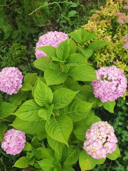 Распродажа Саженцов Цветов