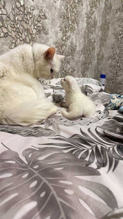 Продаётся девочка Турецкой Ангорки — редкая порода в Узбекистане!