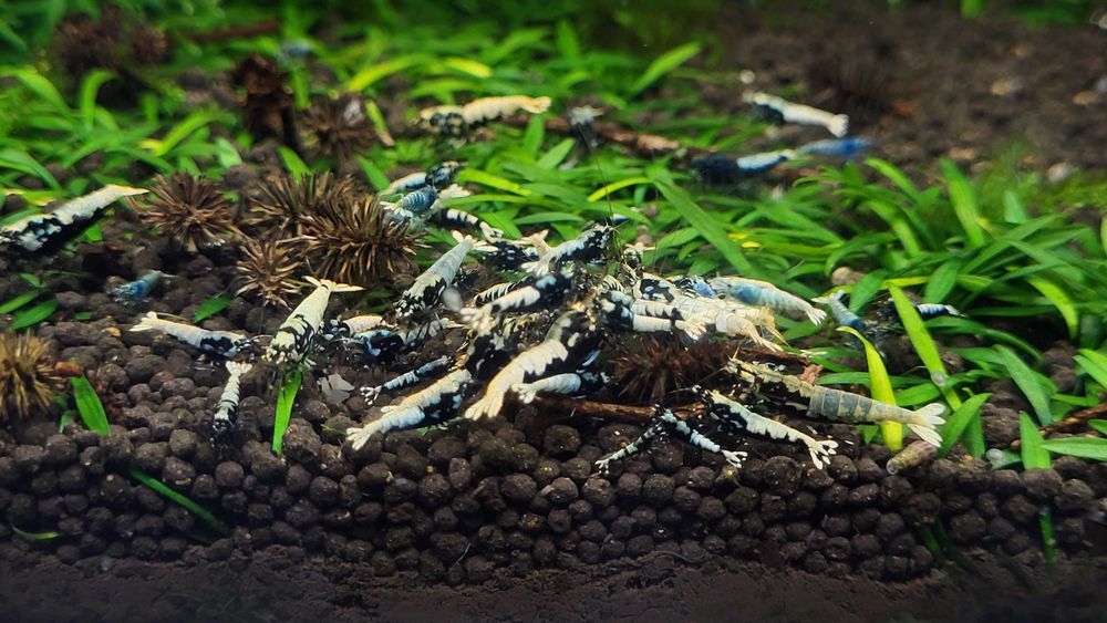 Galaxy Caridina din linie Boa – 10 creveți + 5 bonus