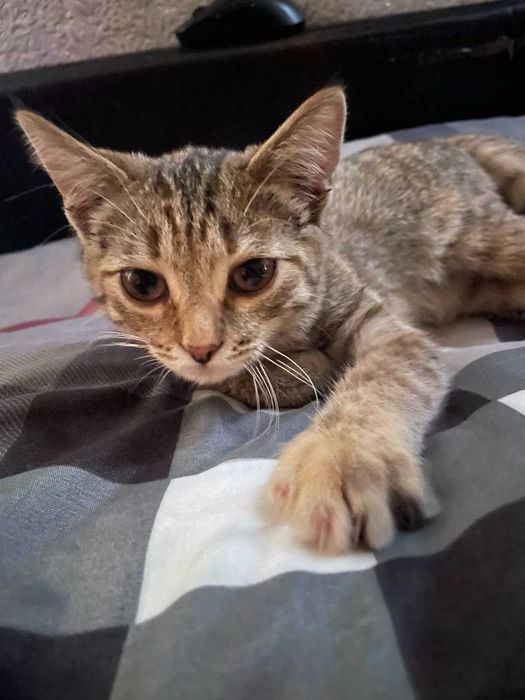 Отдам котенка в добрые руки