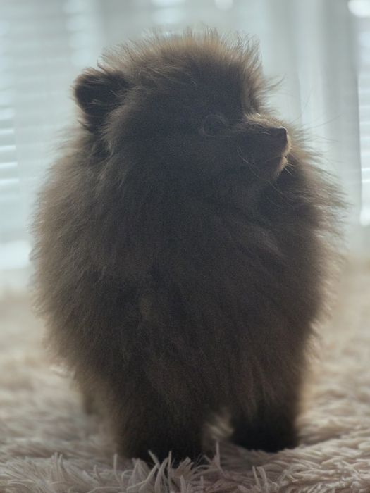 Шоколадово Момиче Померан