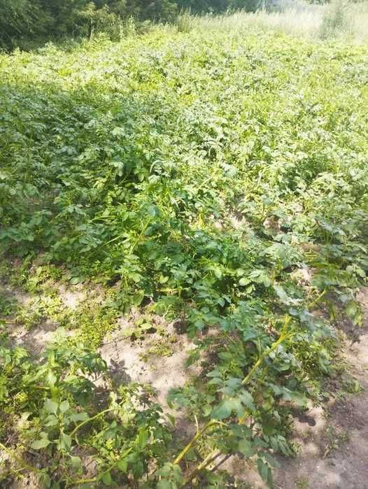 Дом 4 комнаты, 15 соток