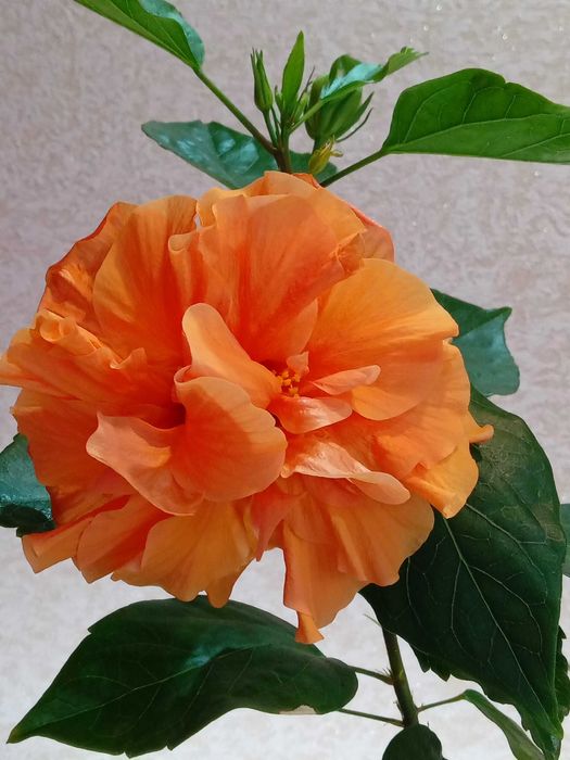 Гибискусы  разных цветов