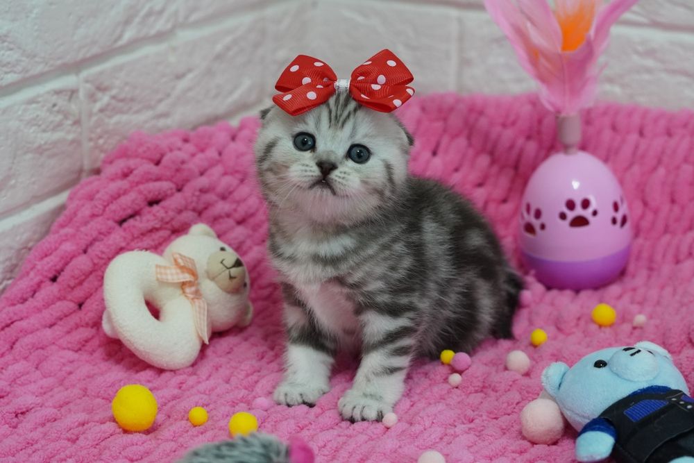 Британские котята.