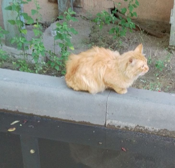 Кошка ищет дом, возможно потерялась