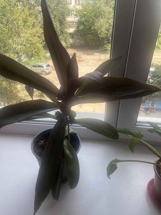 Продается цветок