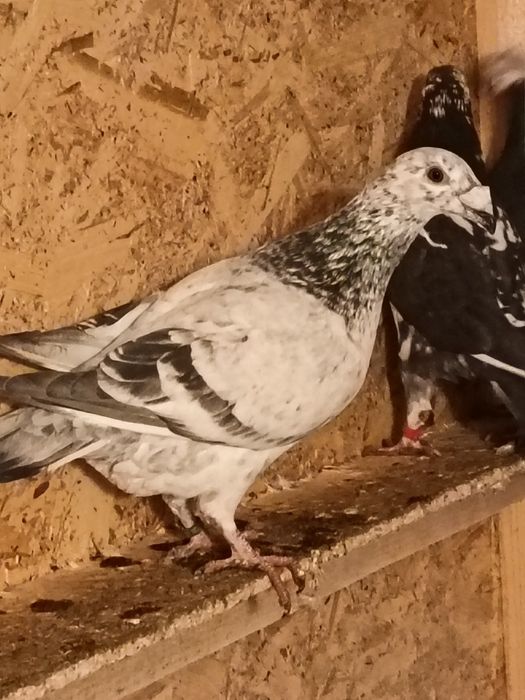 vând porumbei voiajori italie si duduros