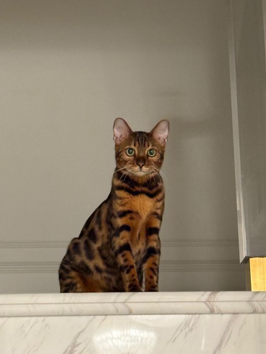 Отдам кота бенгальский