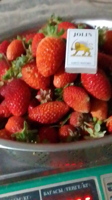 Рассада клубники многоразовая