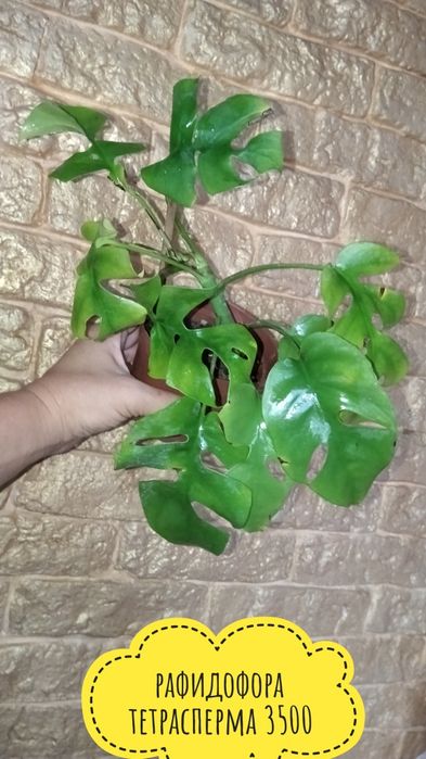 Цветы.    комнатные