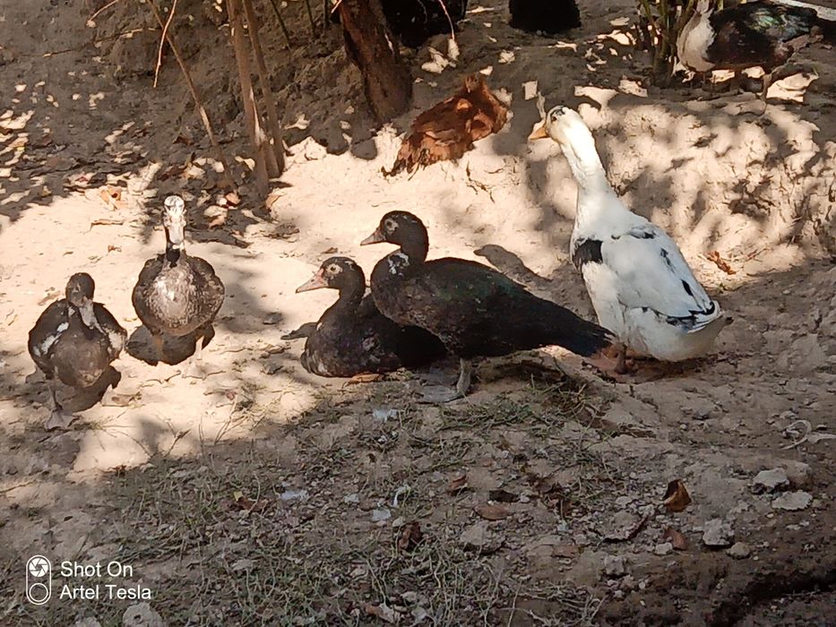 Indiutkalar va oʻrdak bor !