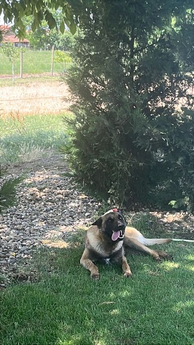 Donez câine ciobanesc belgian