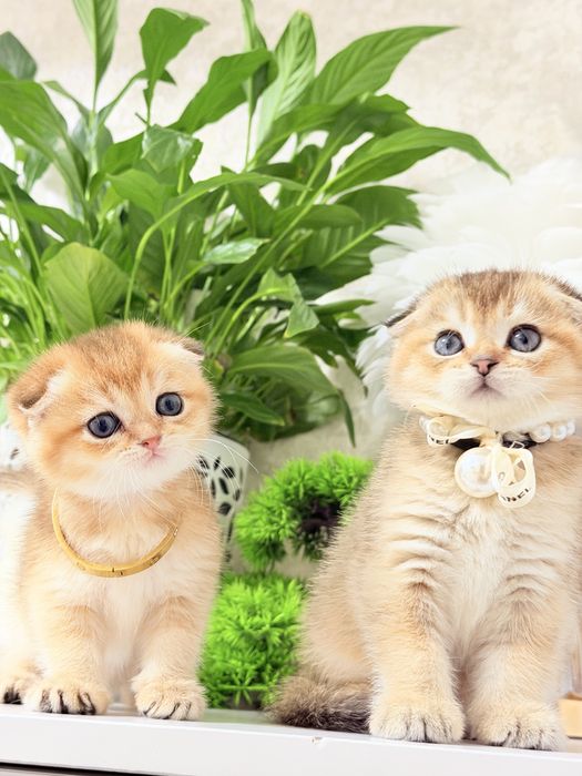 Котята чистокровные