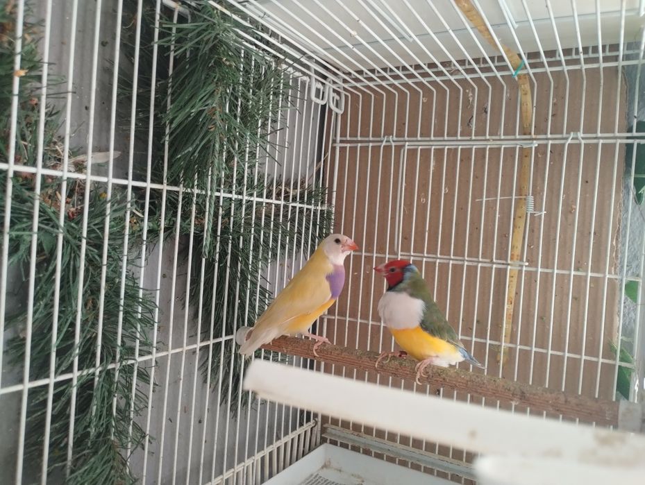 Canari și guold,,