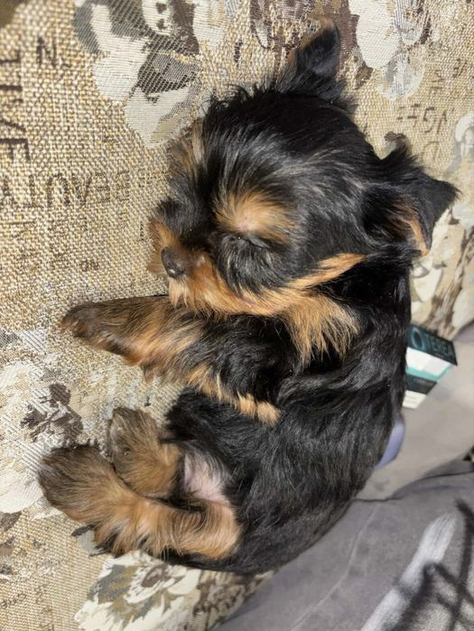 Йоркширски териер