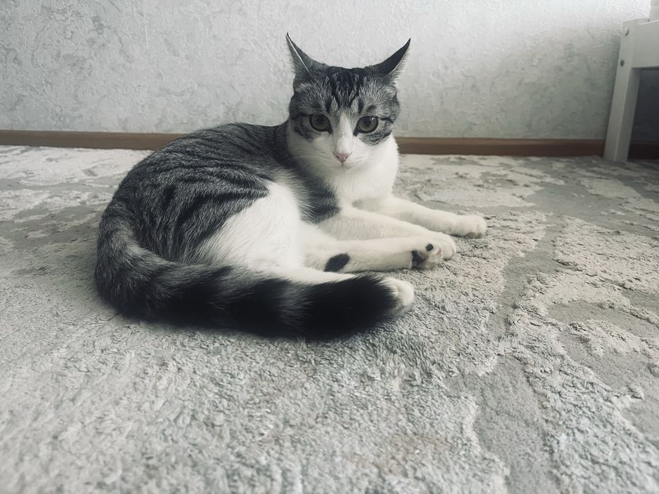 Үйретілген мысық тегін беремін