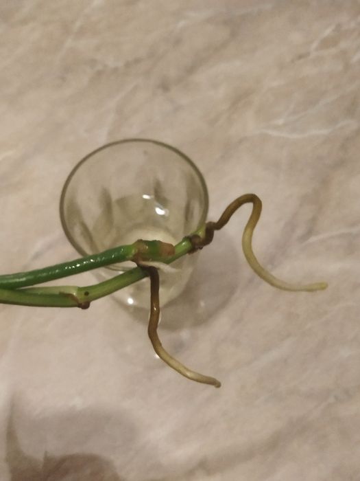 Отдам даром сциндапсус