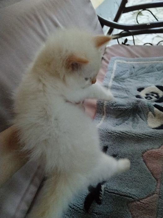 Mushuk bolasi 2oylik qiz bola