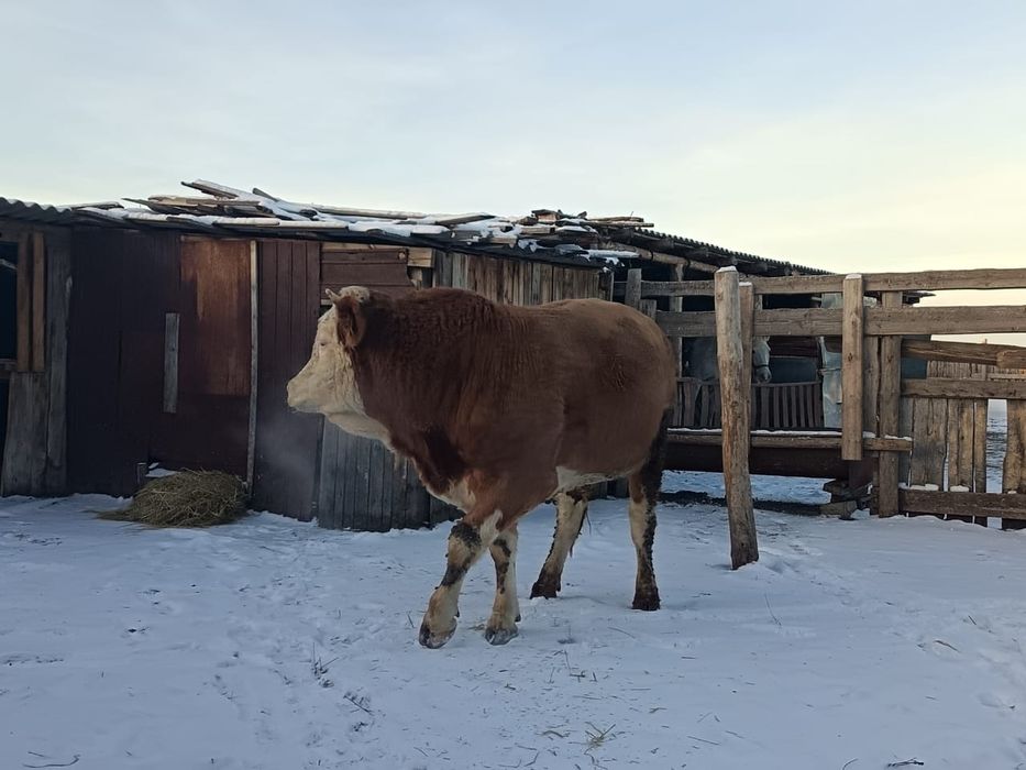 Продается на племя бык