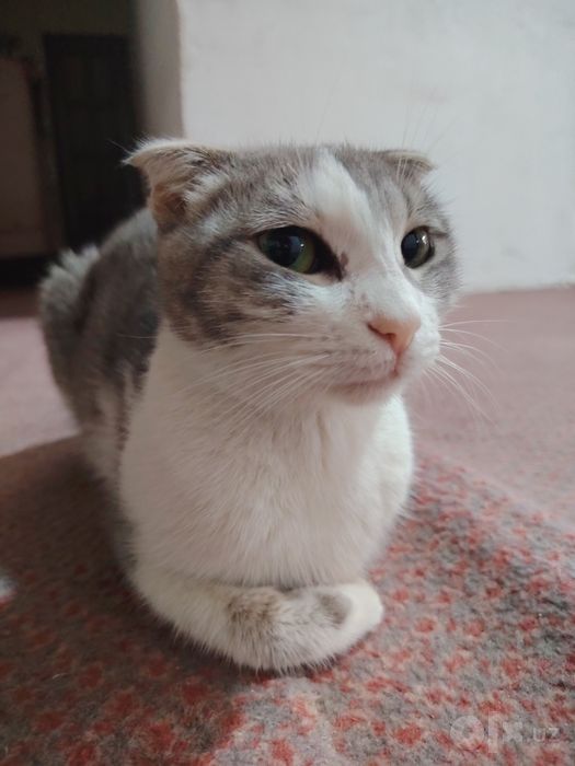 Shatlanka qiz bola