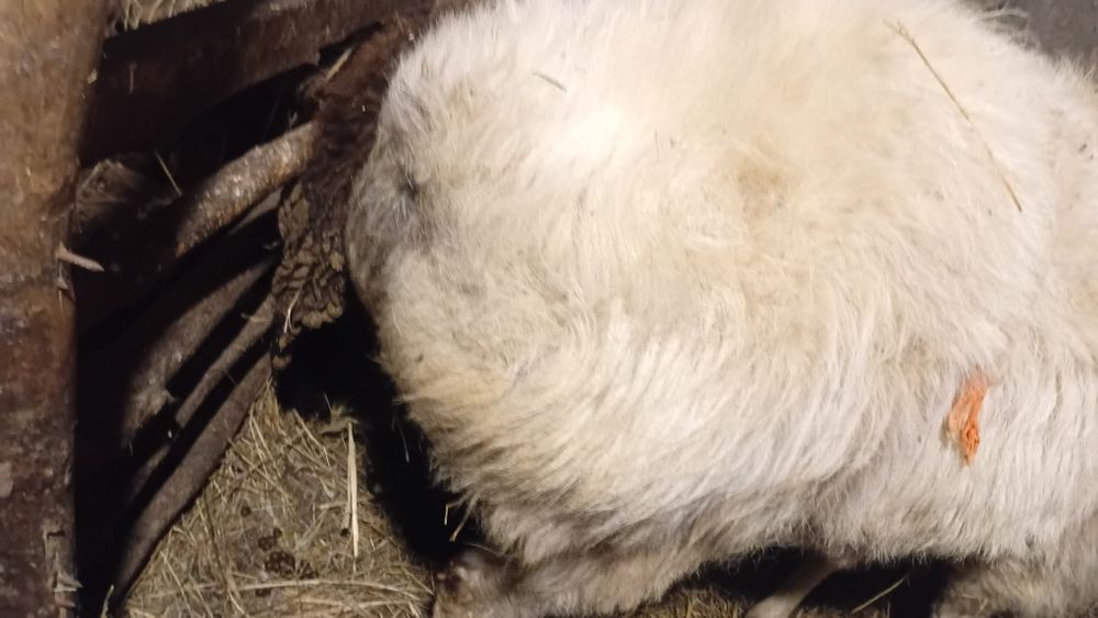 Қоршар четырехлетка стоющий