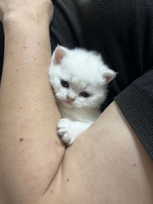 Shinshila britanskiy