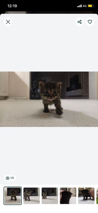 Котенок очень умный