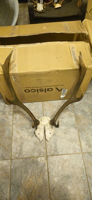 Vand trofeu+coarne carpatin,lopatar,caprior,capra neagra,sulitar.8 poz