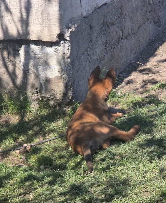 Бельгийская овчарка күшік сатылады