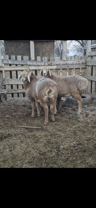 Арашан ұрғашы тоқтылар - ярки