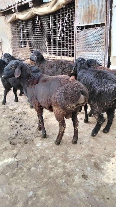 Продам токты кошкар