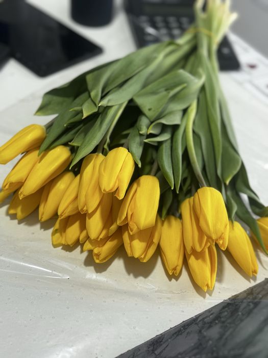 Крупные Тюльпаны