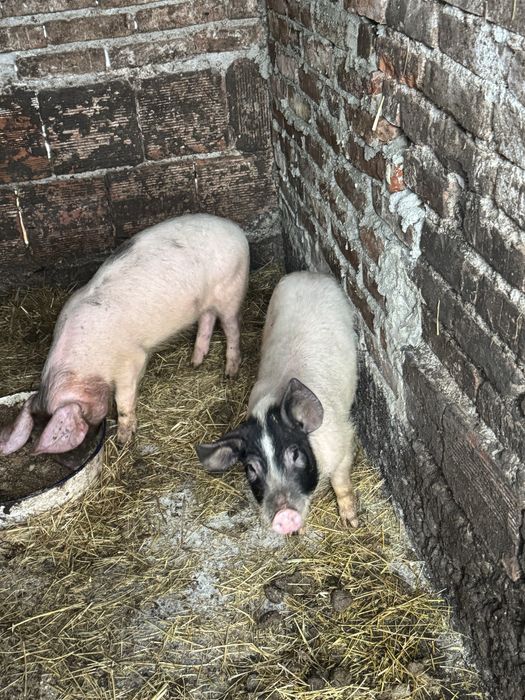 Продавам малки прасета