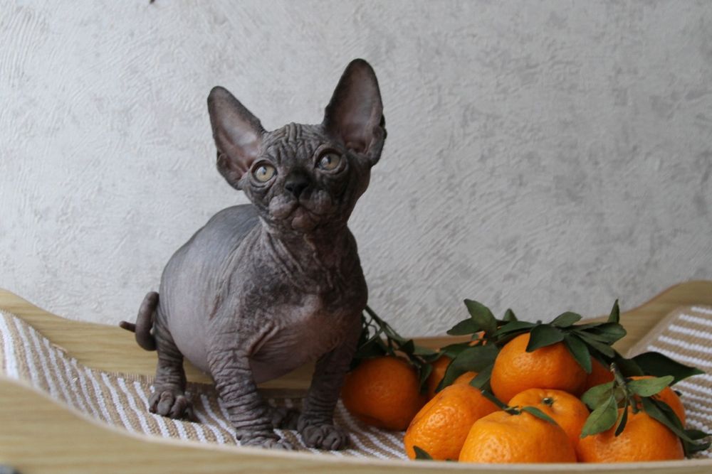 Котята сфинксы с шоу перспективой