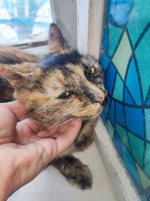 Котенок кошечка  около 5месяцев